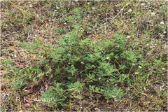 Indigofera glandulosa